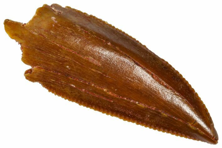 Serrated, Raptor Premaxillary Tooth - Real Dinosaur Tooth #361004